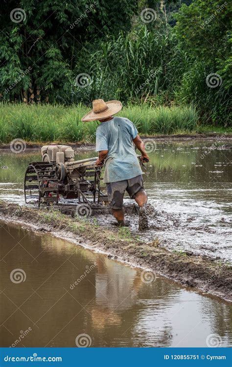 Thai Farmer Driving Tiller Tractor To Plow Paddy Field Before Rice