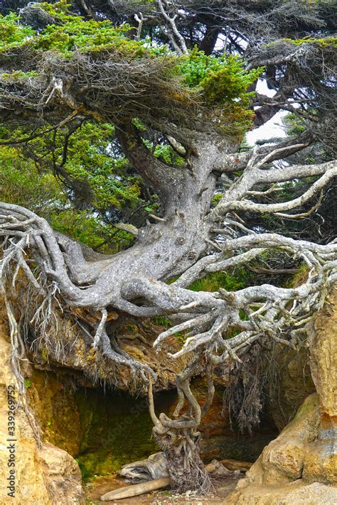 Tree Of Life At Kalaloch Tree Root Cave Olympic National Park