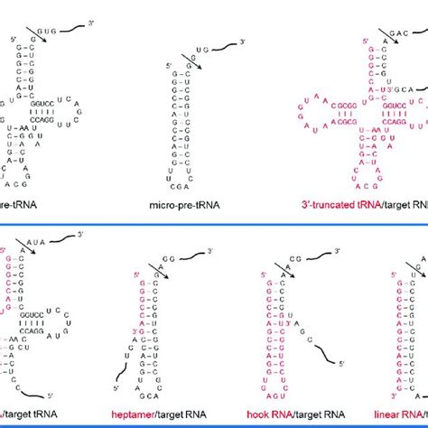 Substrates Of TRNase Z L The RNA Complexes Of The Four Types Of SgRNA