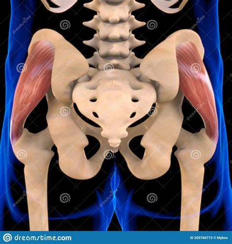 Anatomía Muscular Gluteus Medius Para El Concepto Médico 3d Ilustración