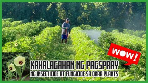 The Importance Of Insecticide And Fungicide Spraying Sa Okra Plants