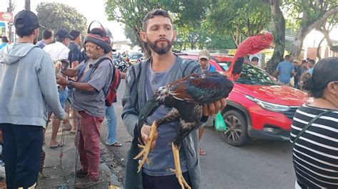 FEIRA DAS GALINHAS DE SEGUNDA FEIRA EM ARAPIRACA AL BRASIL 05 06