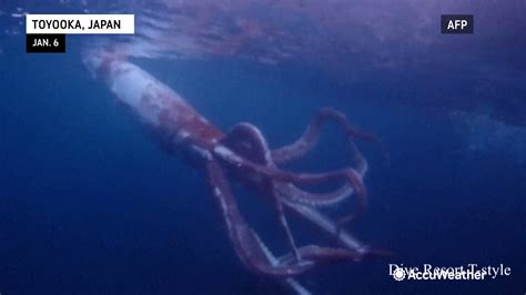 Live Giant Squid