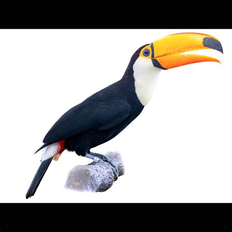 Toco Toucan | Ramphastos toco | Species Guide | Birda