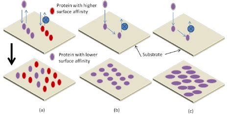 Adsorption Kinetics Of Proteins With Surface A Proteins With Download Scientific Diagram