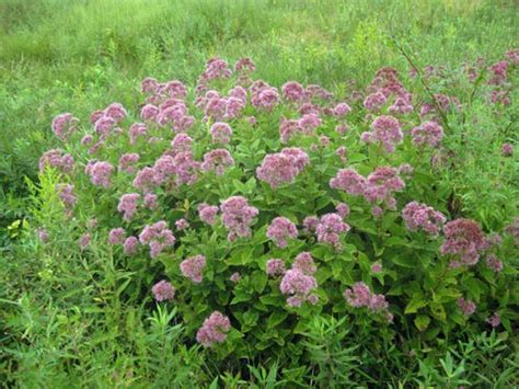 Purple Node Joe Pye Weed Seed Eupatorium Purpureum Seed