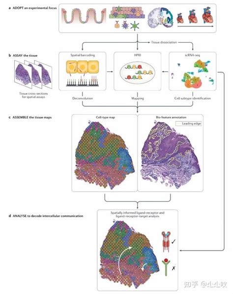 热点综述 单细胞空间转录组的整合分析方法总结 知乎
