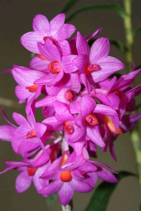 Promo Tanaman Hias Anggrek Dendrobium Seedlling Bunga Pink Tua Bunga