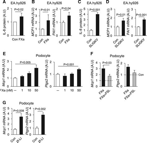 Coagulation Factor Xa And Protease Activated Receptor 2 As Novel