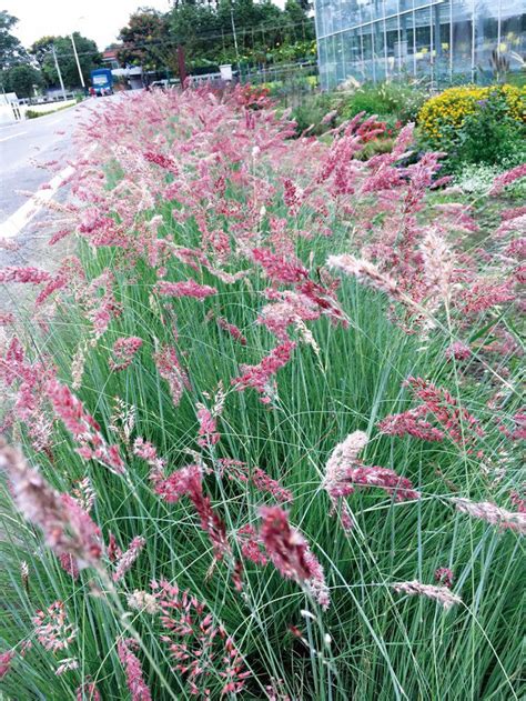 Rare Ruby Grass Seeds Pink Bubble Grass Rhynchelyrtum Etsy