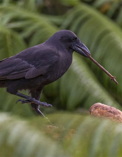 Engineering a successful Hawaiian crow release - The Wildlife Society