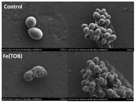 Saccharomyces Labeled Diagram