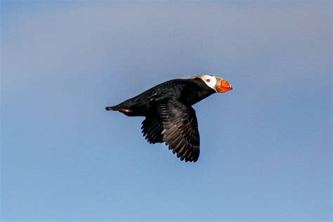 Alaska Birding Tours Alaska Birdwatching Tours Birdquest