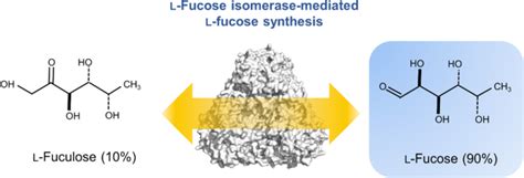 Enzymatic Synthesis Of L Fucose From L Fuculose Using A Fucose