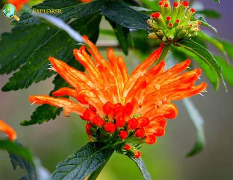 Wild Dagga Flower | Leonotis Ocymifolia | Wildflower | BioExplorer