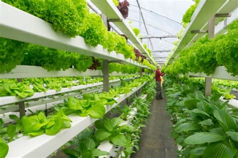 The Rise Of Vertical Farming