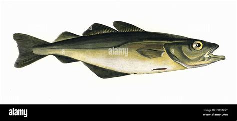 pollachius pollachius  pollack    atlantic pollock