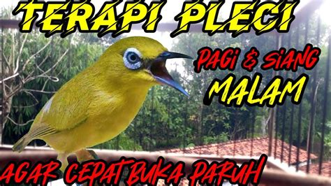 Belum 1 Menit LANGSUNG Ngalas Bokar Isian Terapi Pleci Agar Cepat