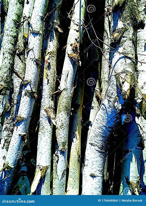 Birch wood texture stock photo. Image of birch, wood - 176646064