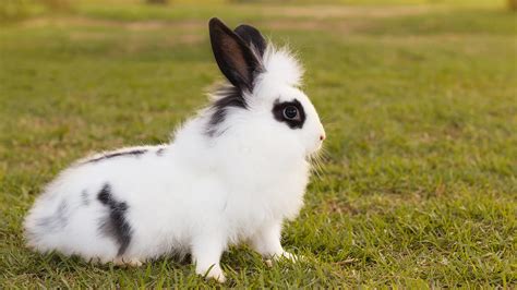 black and white rabbit breeds