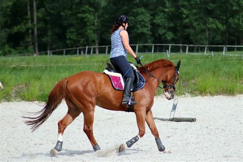 How to Pick Your Perfect Dressage Horse - Horse Rookie