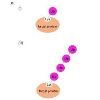 Structural Features Of Ubiquitin And Modes Of Ubiquitination A