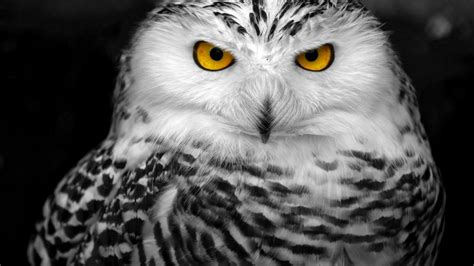 Owl Eyes HD wallpaper