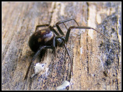 False Widow Spider UK by Vitaloverdose on DeviantArt