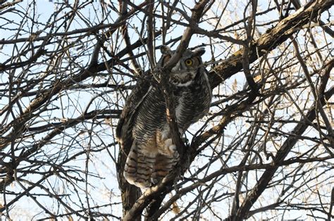 Bill Schiess' Wild in Idaho - Experiences and Essays of Life: Owl Attack