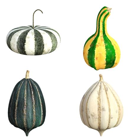 Download Autumn Gourds Colorful Fall Royalty Free Stock Illustration