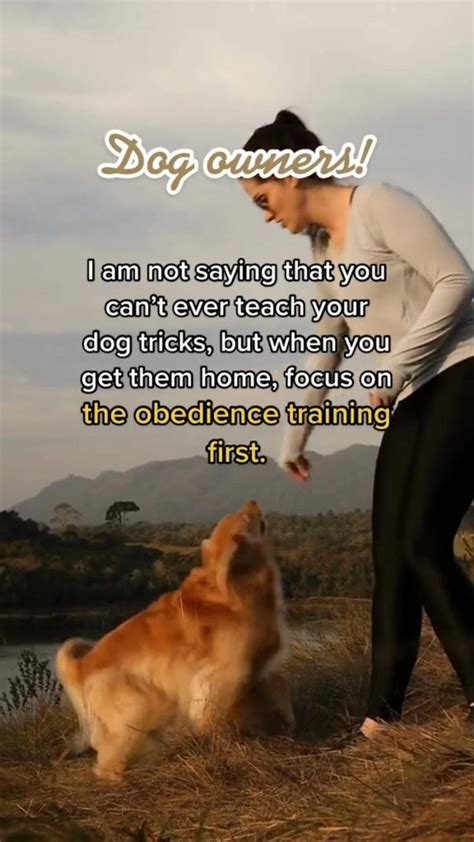 Dog Obedience Training Tip | Dog training tips, Dog training obedience ...