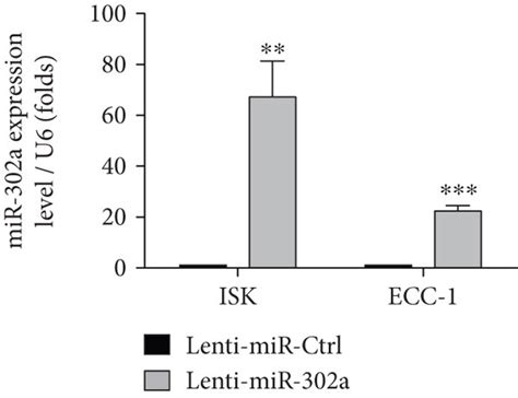 Overexpression Of MiR 302a Inhibits The Proliferation And Migration Of