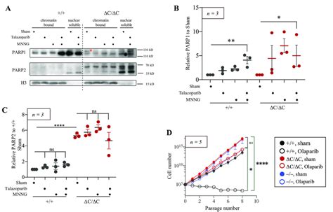 Trapping Of PARP1 C And PARP2 Proteins Under Genotoxic Stress In ES