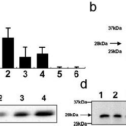 A Expression Of Human Telomerase Reverse Transcriptase Htert Mrna In