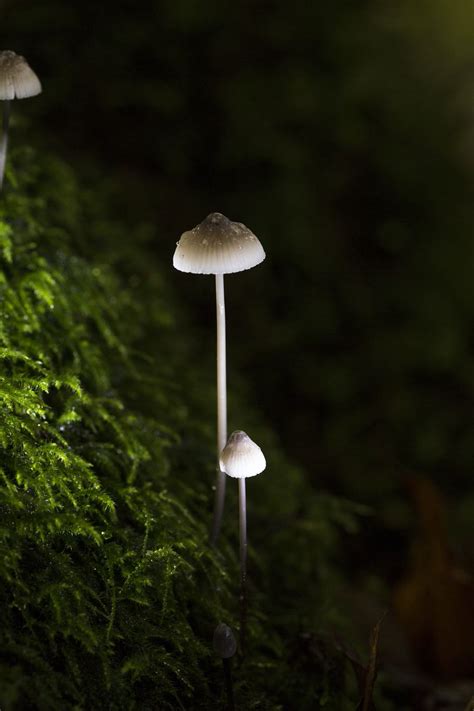 Psilocybin Wallpapers Wallpaper Cave