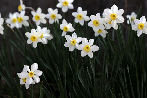 水仙スイセンの花言葉と由来｜色・品種別・英語の花言葉、怖い意味は？ Hanasaku