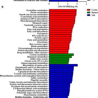 Results of Kyoto Encyclopedia of Genes and Genomes (KEGG) pathways. (A ...