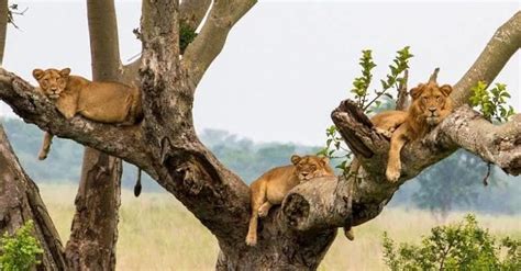 Ishasha Tree Climbing Lions Queen Elizabeth National Park Uganda Tours