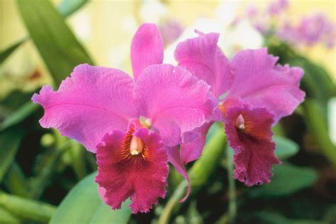 Pink Cattleya Orchid By Janice Noto Ubicaciondepersonas Cdmx Gob Mx