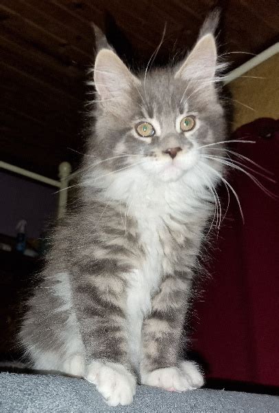 Chaton Maine Coon ushi mâle disponible en Nouvelle Aquitaine 47