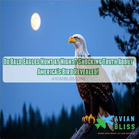 Do Bald Eagles Hunt at Night? Shocking Truth About America's Bird Revealed!