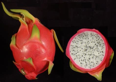 Dragon Fruit | Postharvest Research and Extension Center