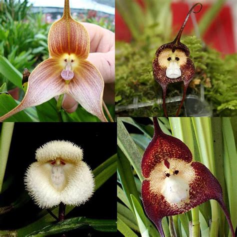 Amazon QAUZUY GARDEN 10 Rare Monkey Face Orchid Seeds Monkey