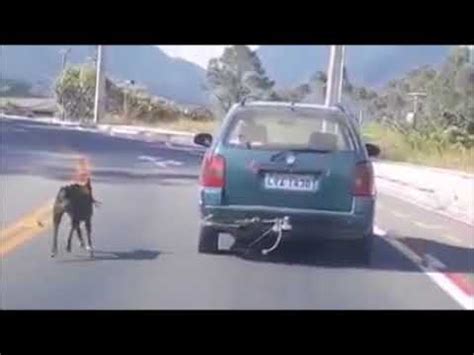 Cão é amarrado e puxado por carro em movimento em Santa Catarina YouTube