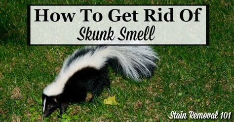 How To Get Rid Of Skunk Smell: Home Remedies, Recipes & Products To Use