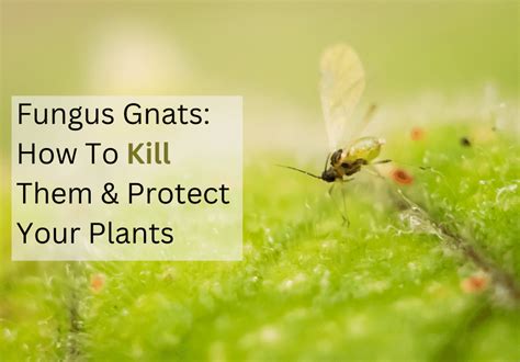 Fungus Gnats Top 17 Ways To Kill Them And Protect Your Plant