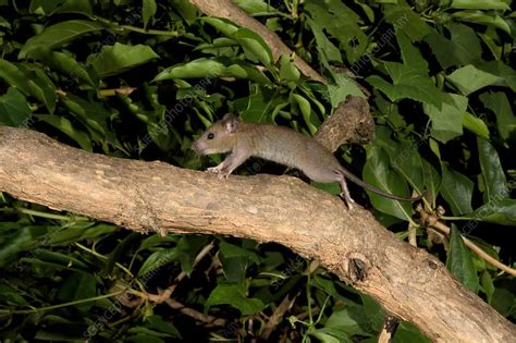 Malaysian Field Rat - Stock Image - F031/9546 - Science Photo Library