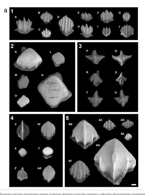 Ray or shark denticle - Fossil ID - The Fossil Forum