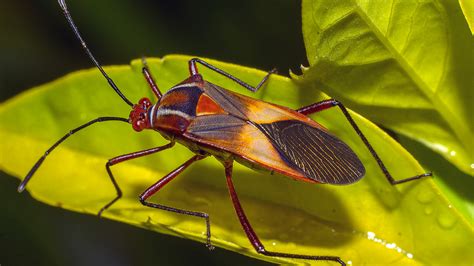 How To Identify And Eliminate Chinch Bugs To Protect Your Lawn From