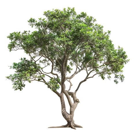 Premium PSD Psd Cutout Tree Coccoloba Uvifera Cut Out Vegetation